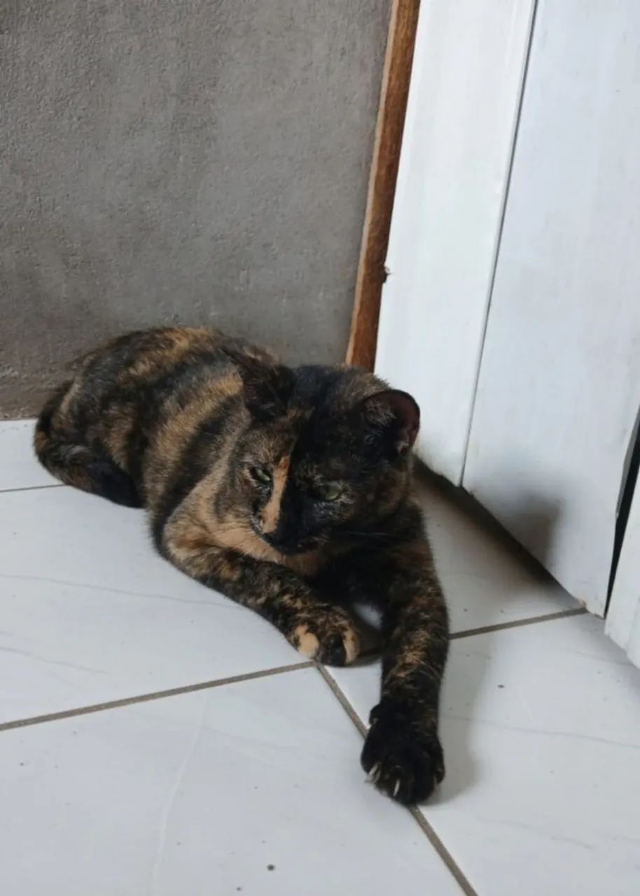 Linda gatinha para adoção responsável - Foto 4