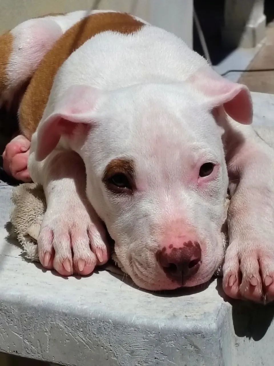 Doação responsável  - Foto 2