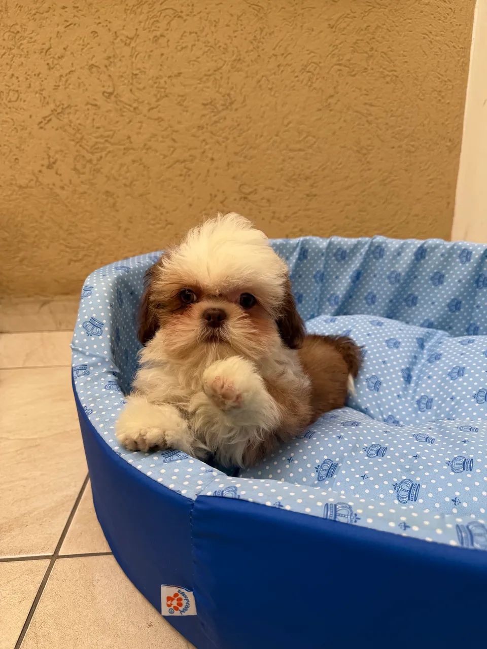 Shihtzu  - Foto 4