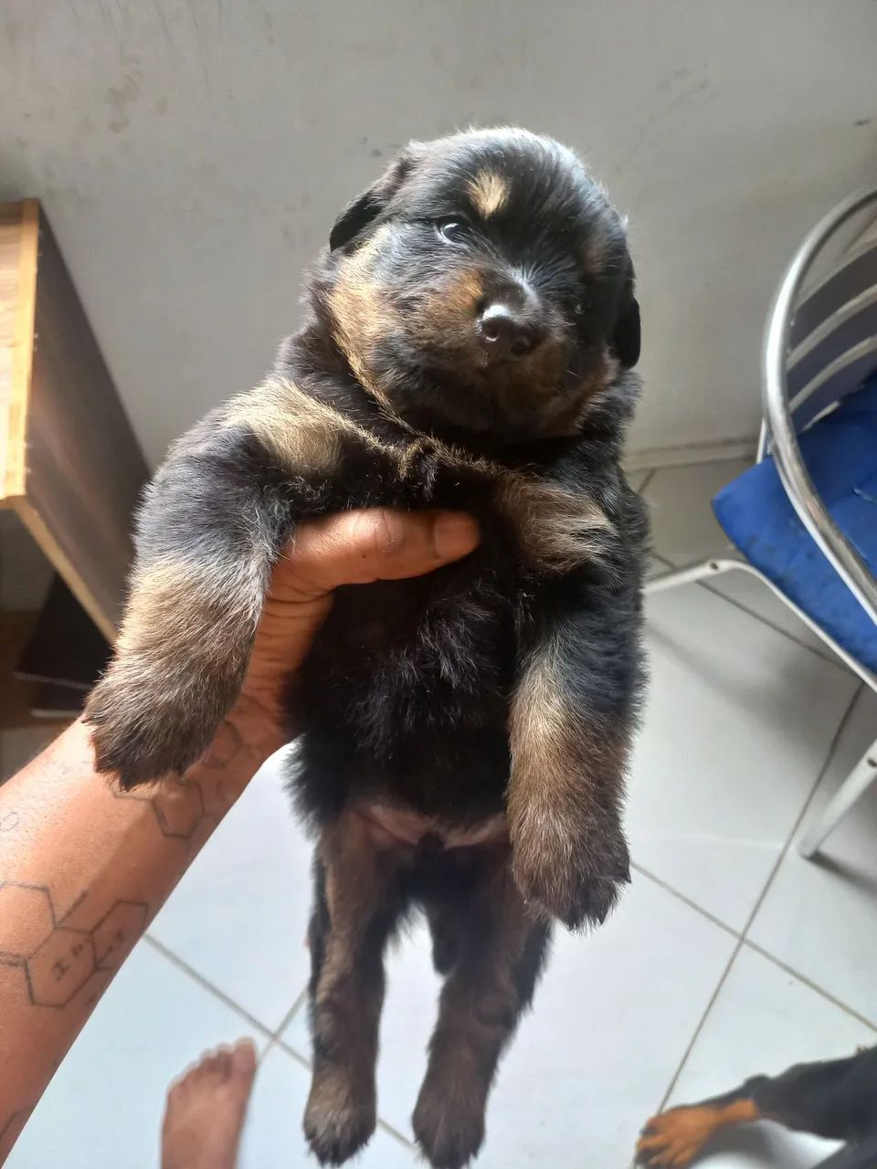 Filhote de rotweiler  - Foto 3
