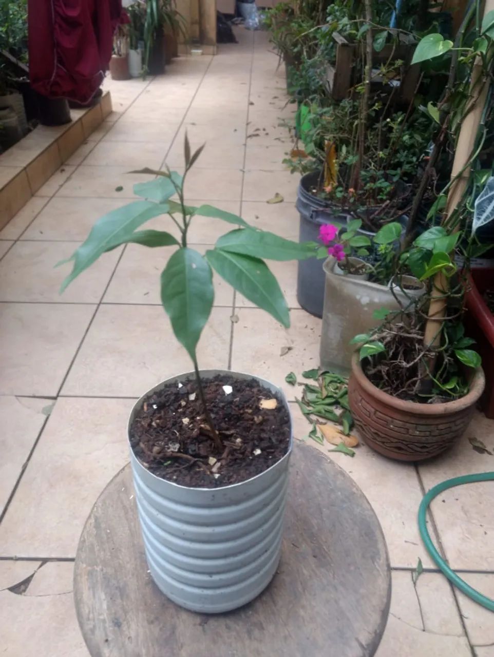 Vendo Mudas de Pitomba - Guarulhos - Foto 5