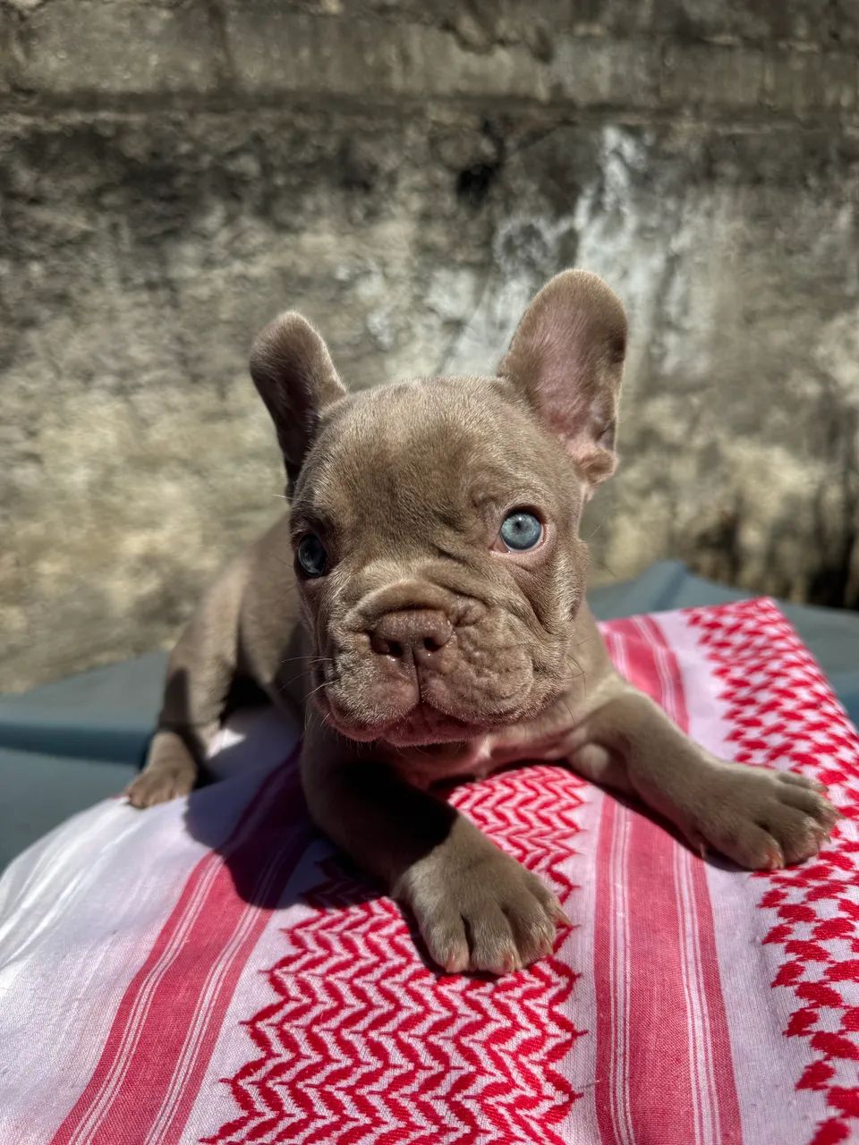 Bulldog Francês 