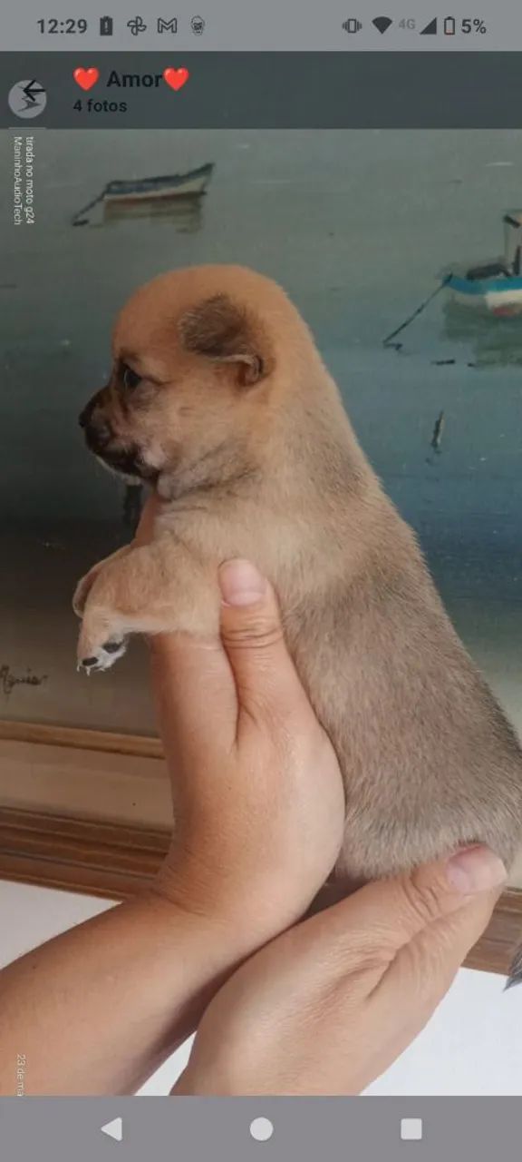 Filhotes de Chihuahua  - Foto 2