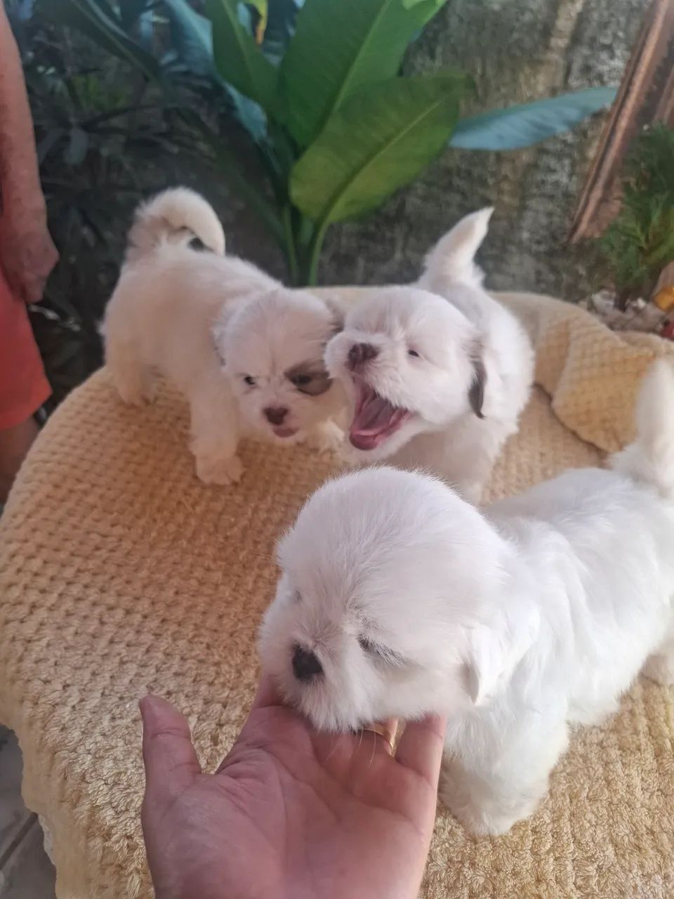 Shitzu branquinho a venda - Foto 4