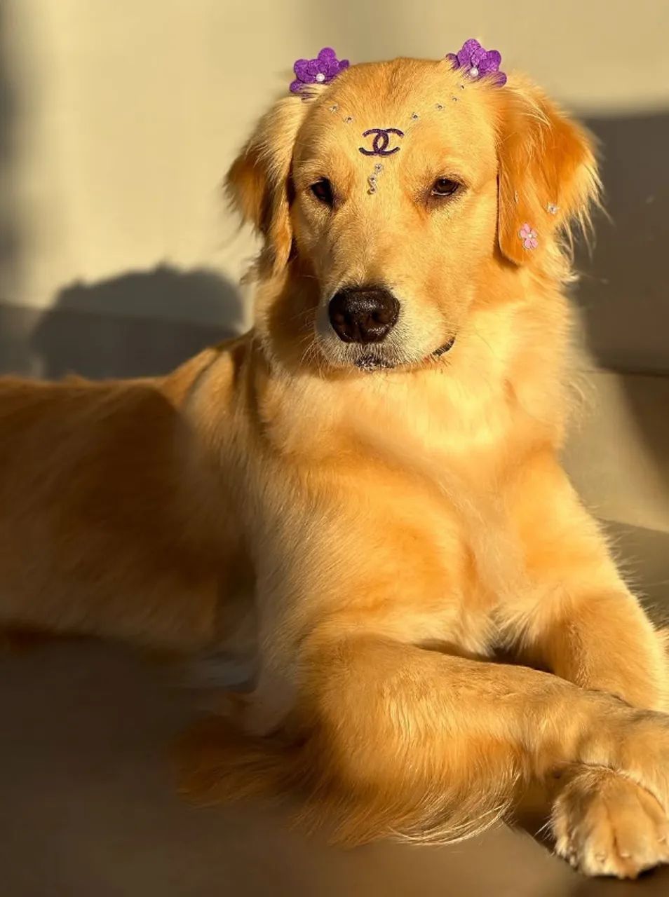 Golden  - Foto 3