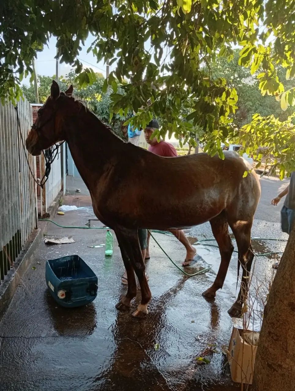 Égua Arriada  - Foto 2