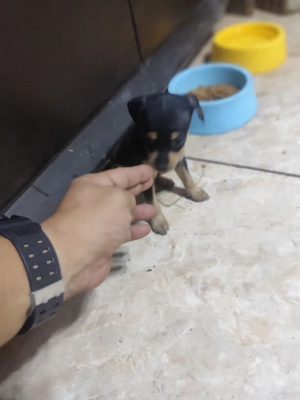 PINSCHER FÊMEA 