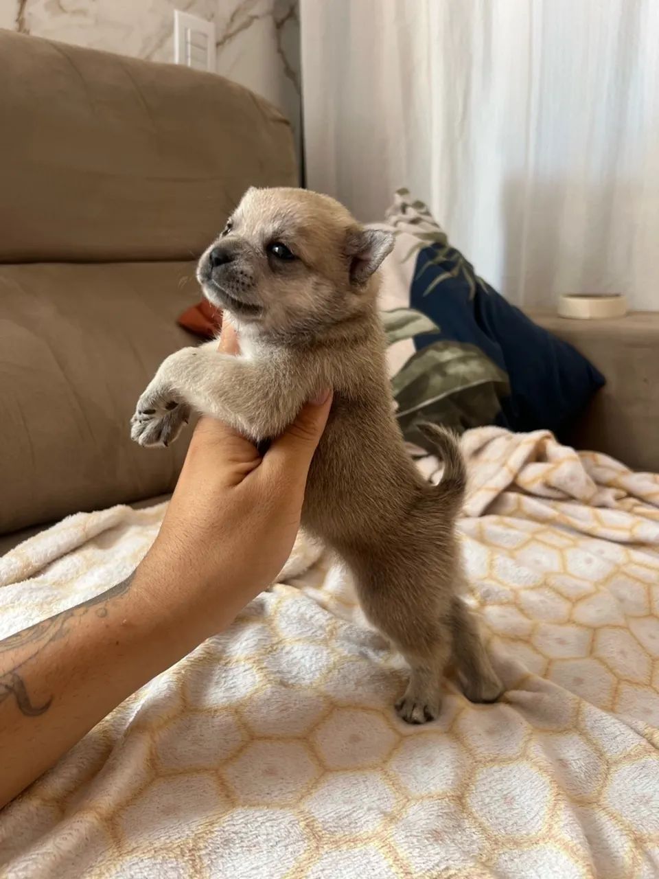 Buldogue francês com spitz alemao - Foto 3