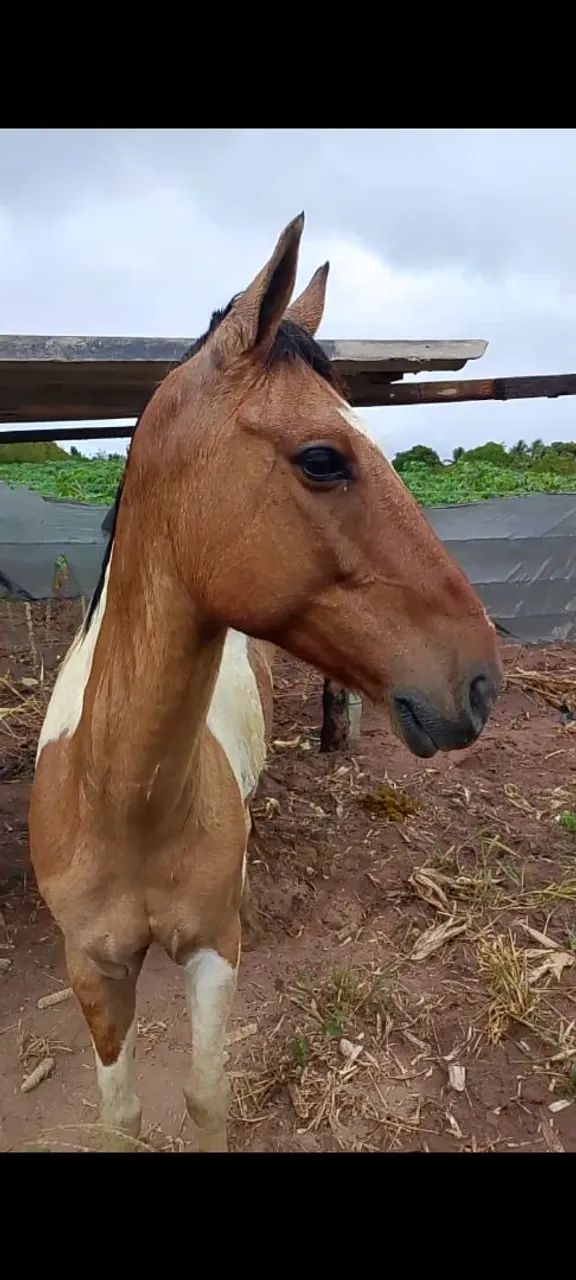 Cavalo 