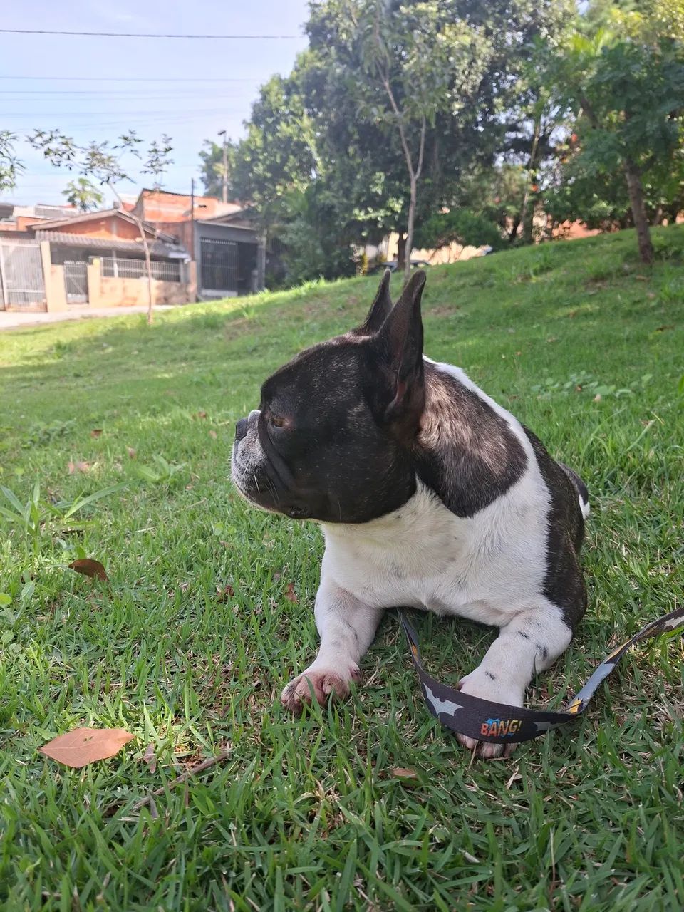 Buldogue francês mini procuro namorada - Foto 2