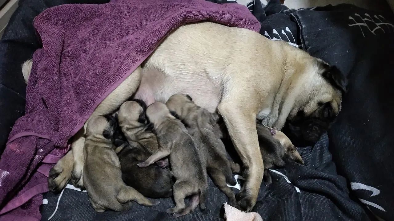 Filhote de Pug - Foto 5