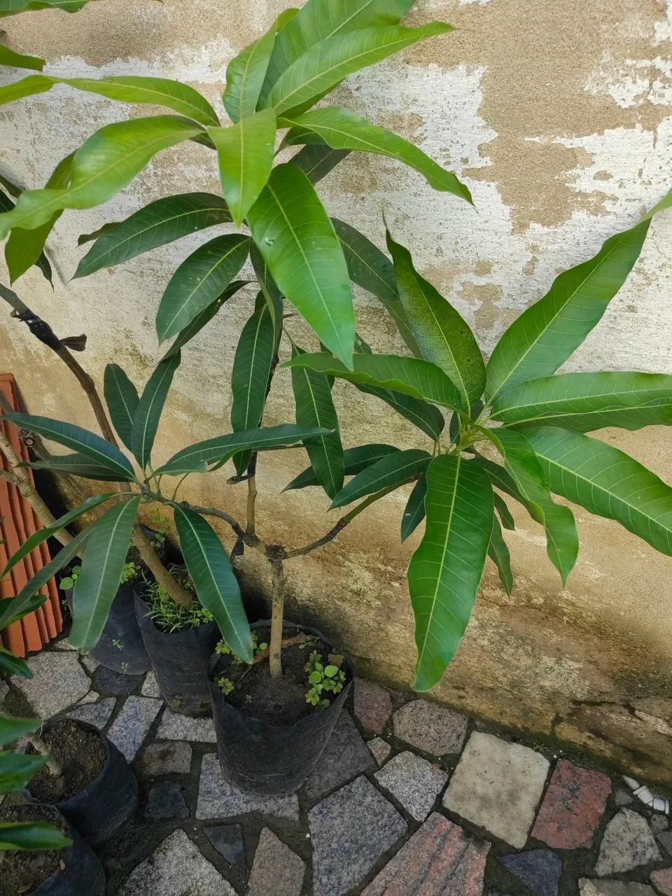 Muda de Manga 3 enxertos