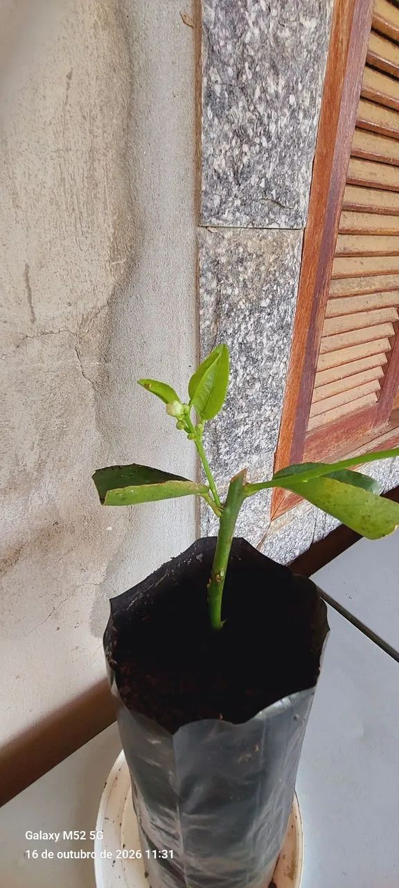 Minhocas californianas  - Foto 4