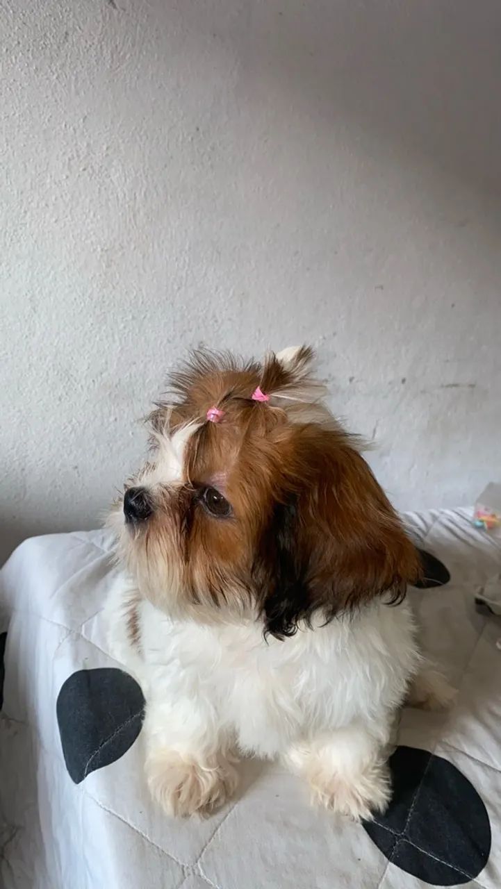 Shitzu puro fêmea  - Foto 4