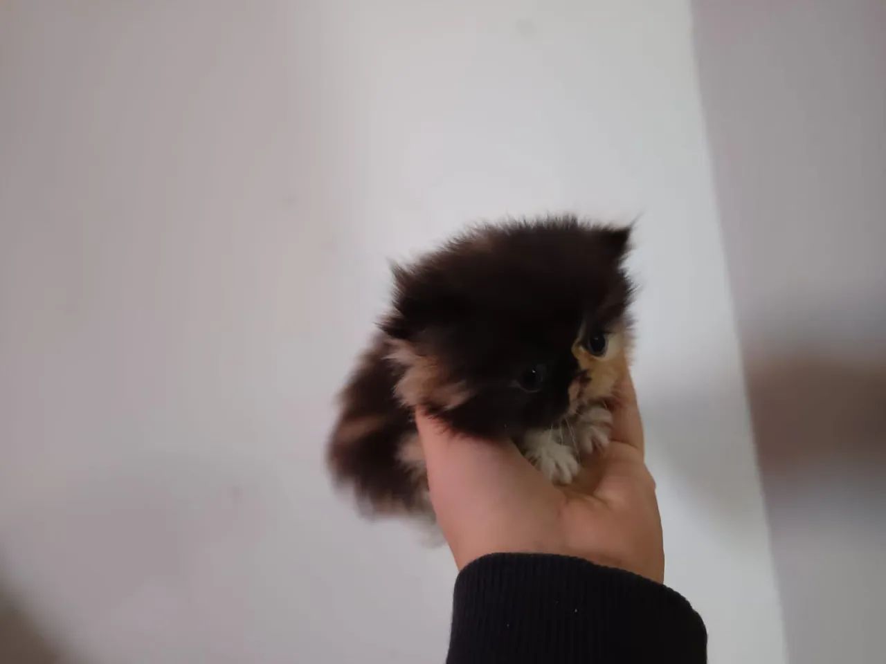 Gato persa  - Foto 3