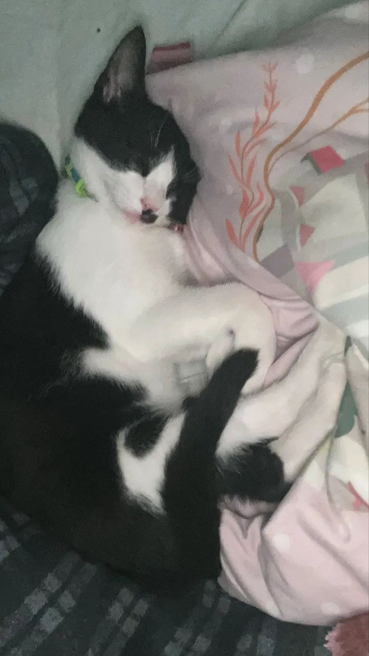Gatinho macho - Foto 4