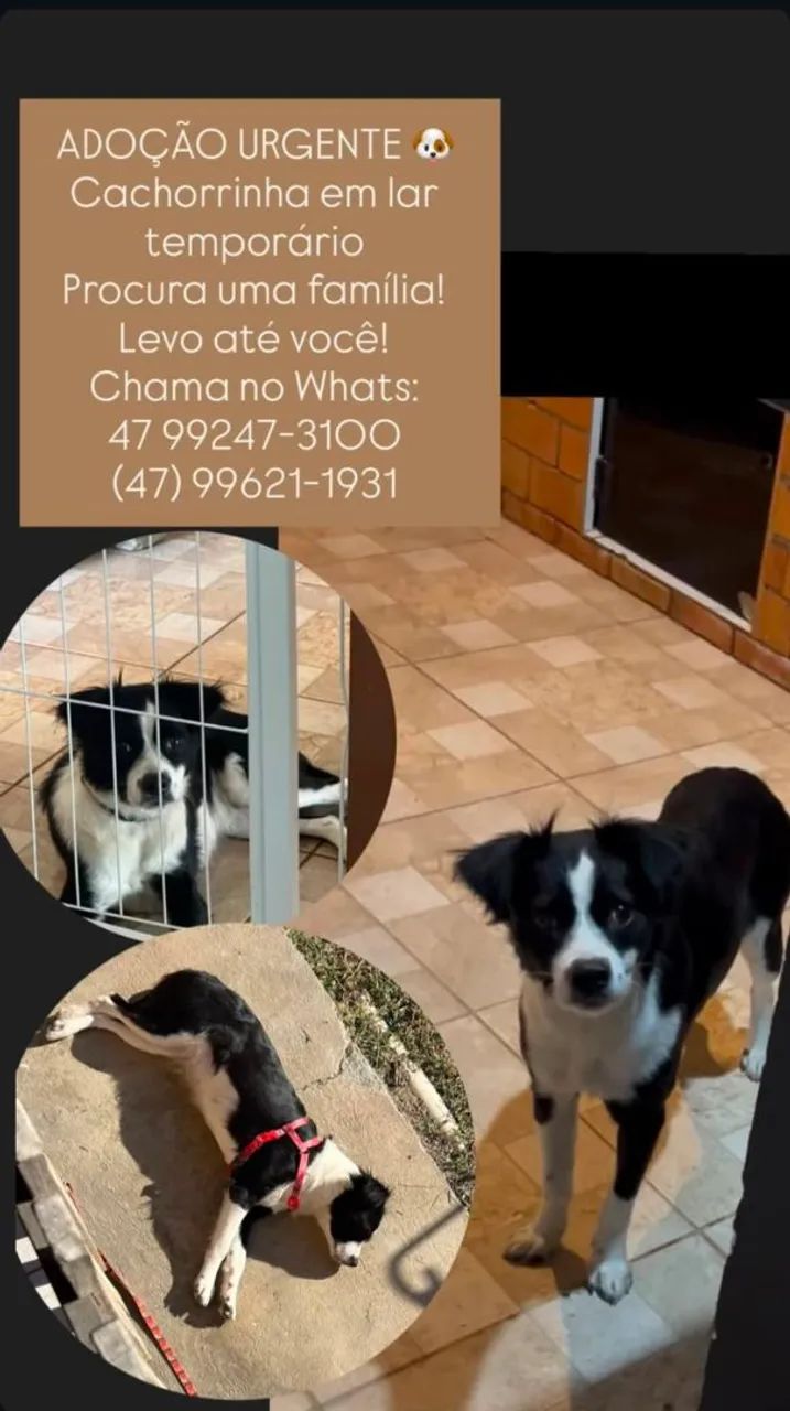 Essa linda cachorrinha para doação
