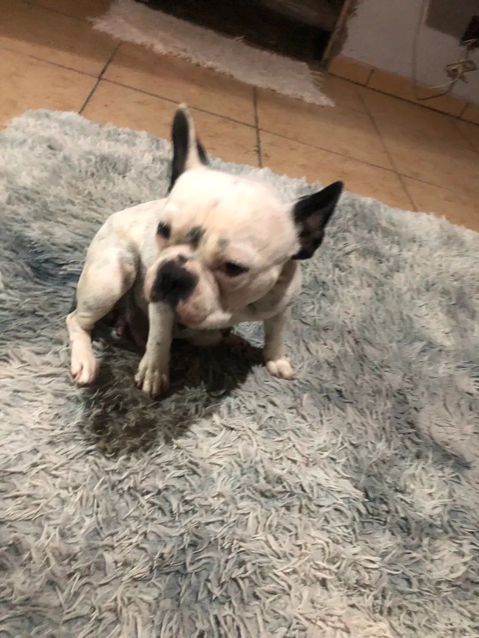 Buldogue francês  - Foto 3