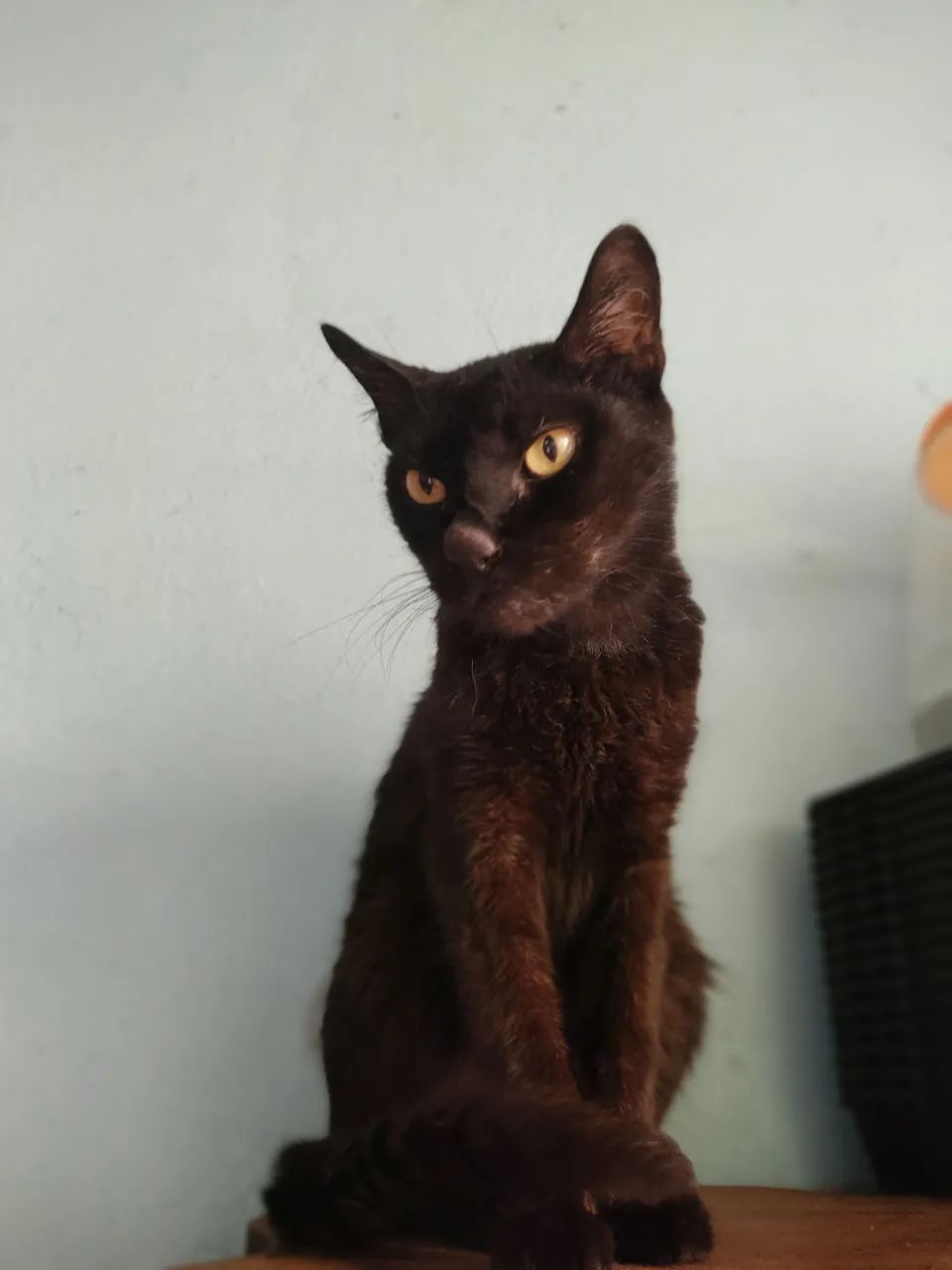 Adoção responsável  - Foto 3