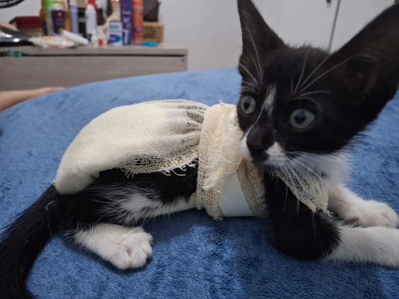 Adoção Responsável  - Foto 4