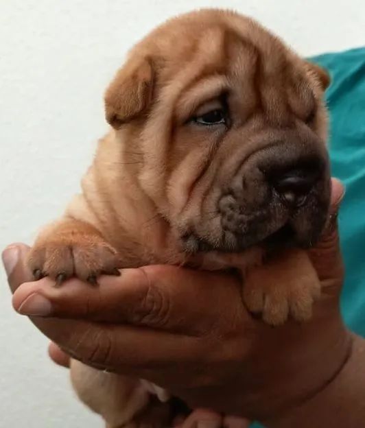 Filhote de Sharpei 