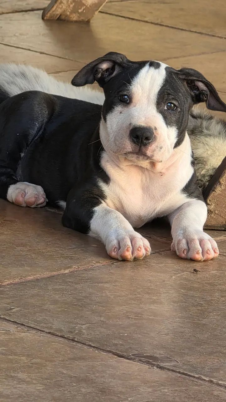 Pitbul  tóp  - Foto 3