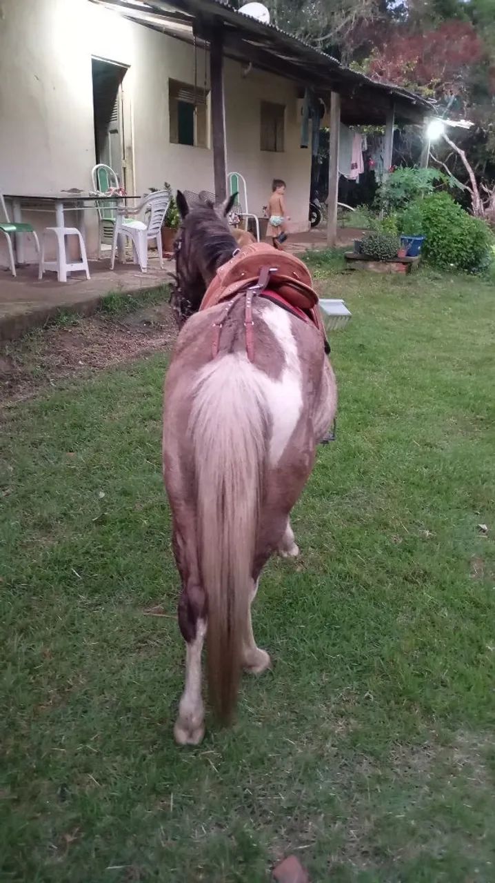Vendo pônei. - Foto 4