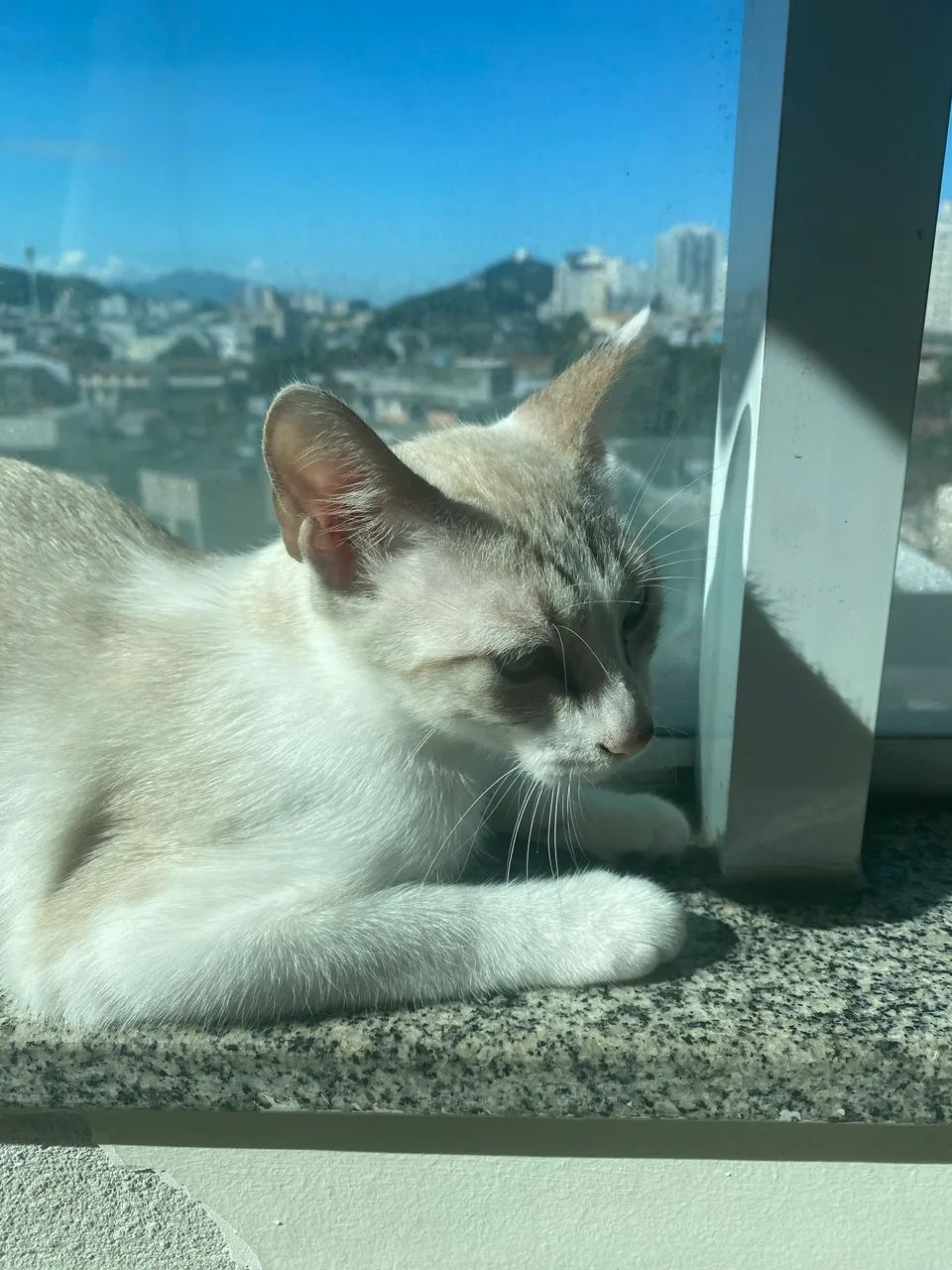 Doação Responsável Gatinha 5 meses - Foto 5