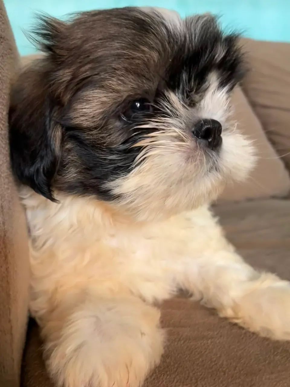 Pet - Foto 2