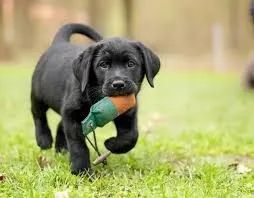 Labrador Alegria compartilhada