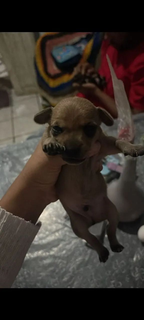 Pincher macho disponível  - Foto 2