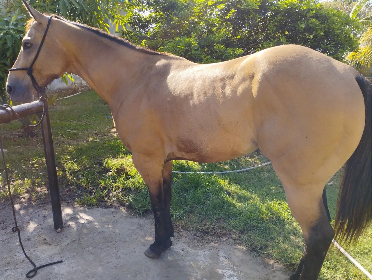 Cavalo de Esteira - Foto 4