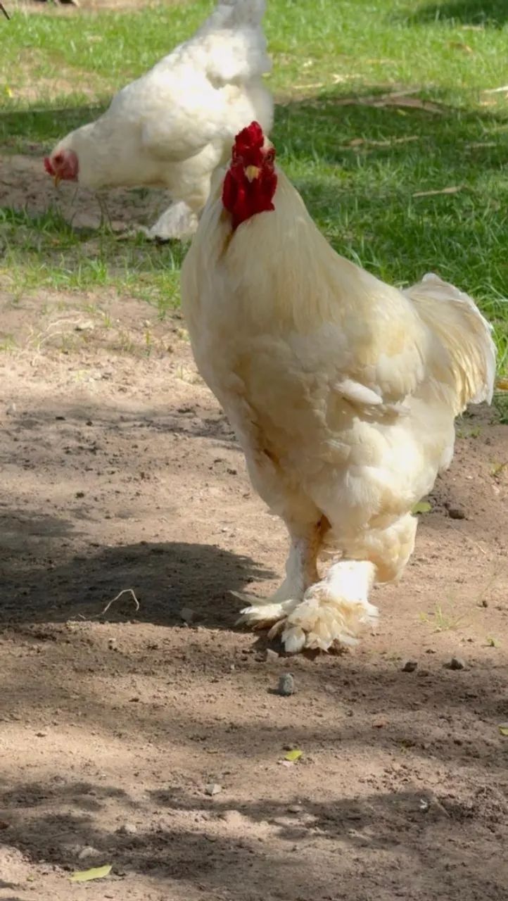 Animais para agropecuária - Foto 5