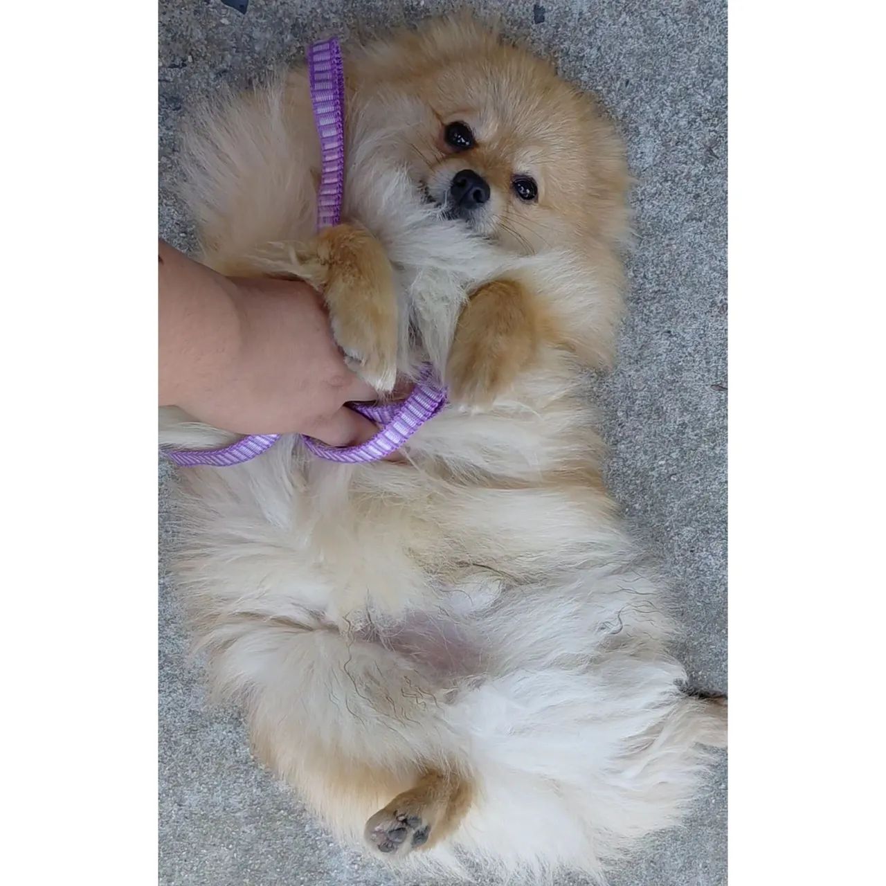 Filhote macho de Spitz/ lulu  - Foto 4