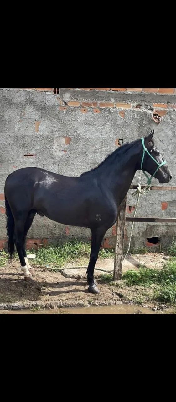 Cavalo 