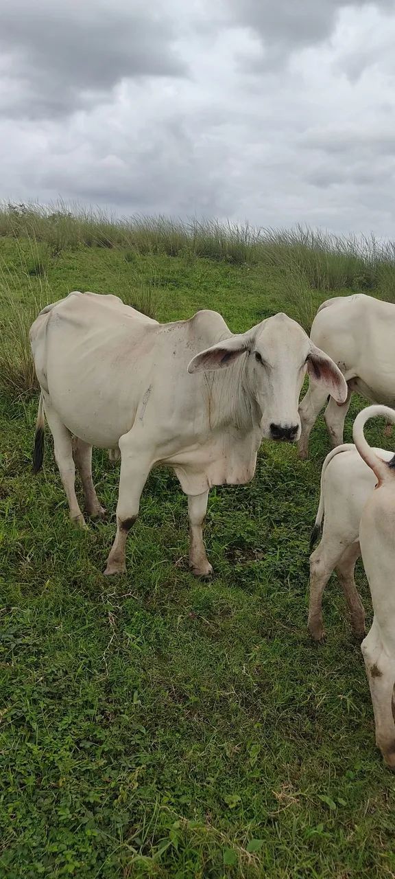 Vende se um lote 11 cabeça de gado 
