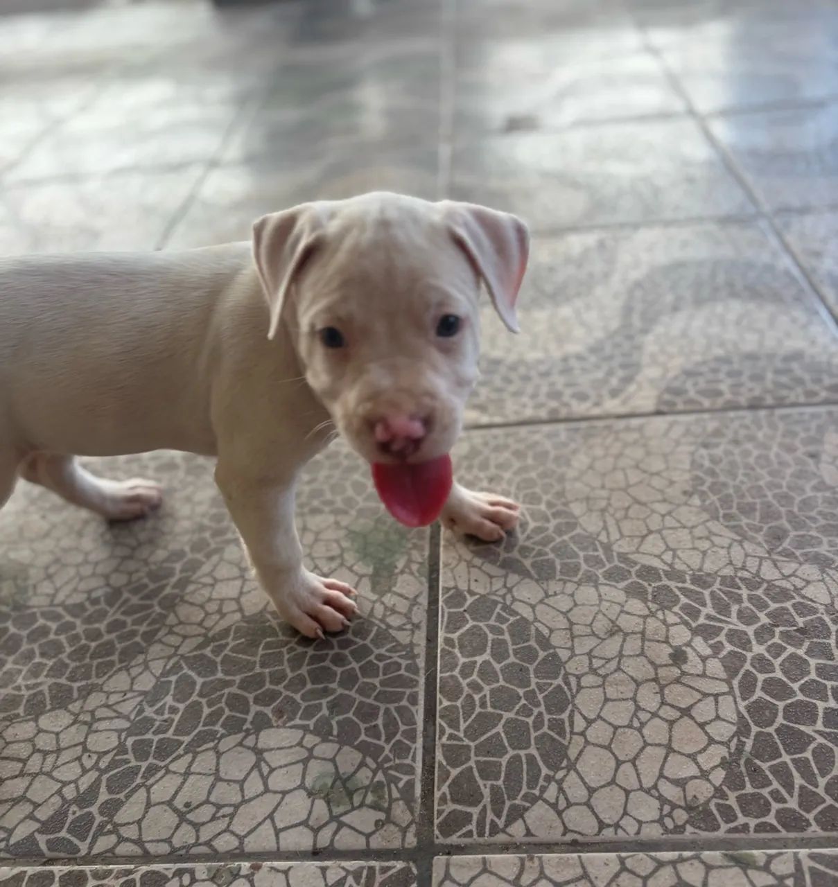 Vendo pitbull  - Foto 2
