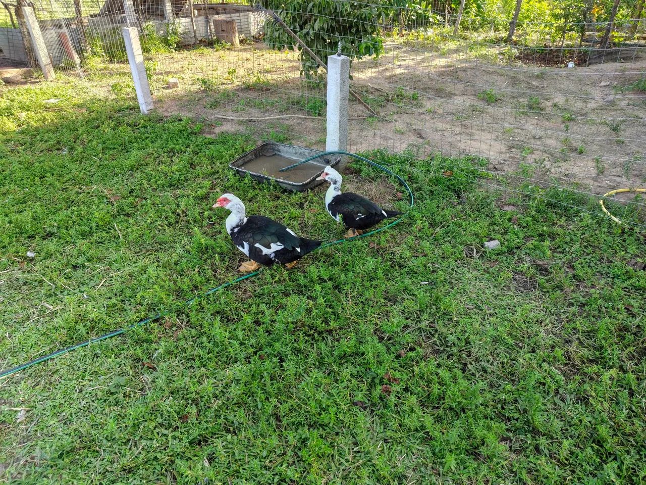 Patos 