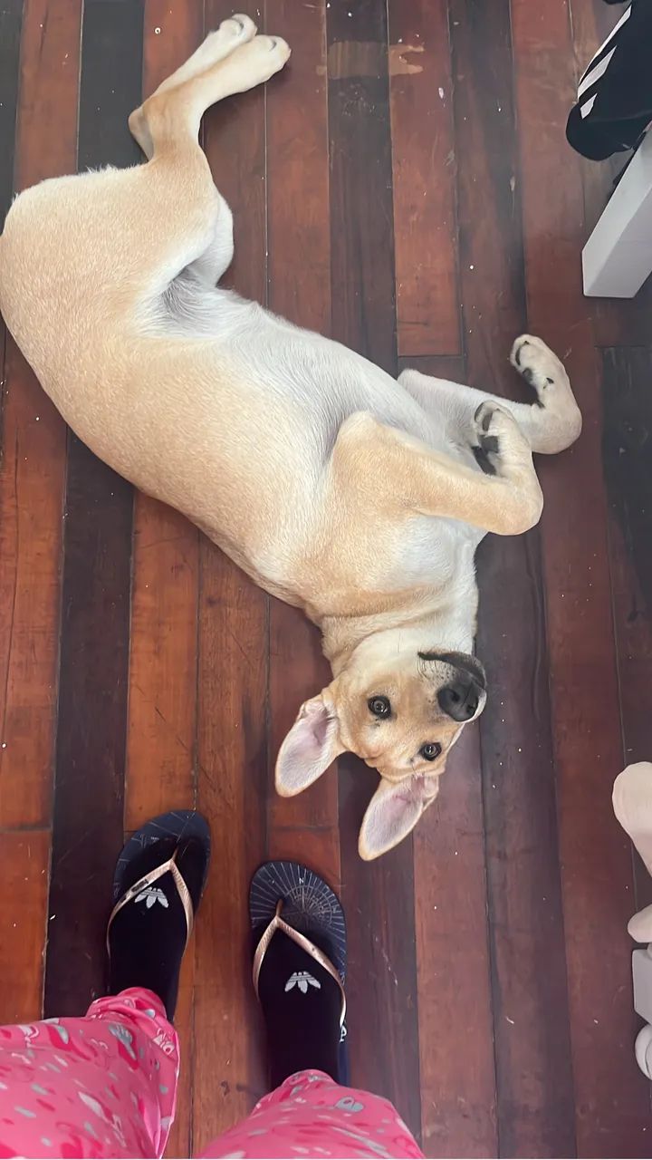 Doação responsável  - Foto 2