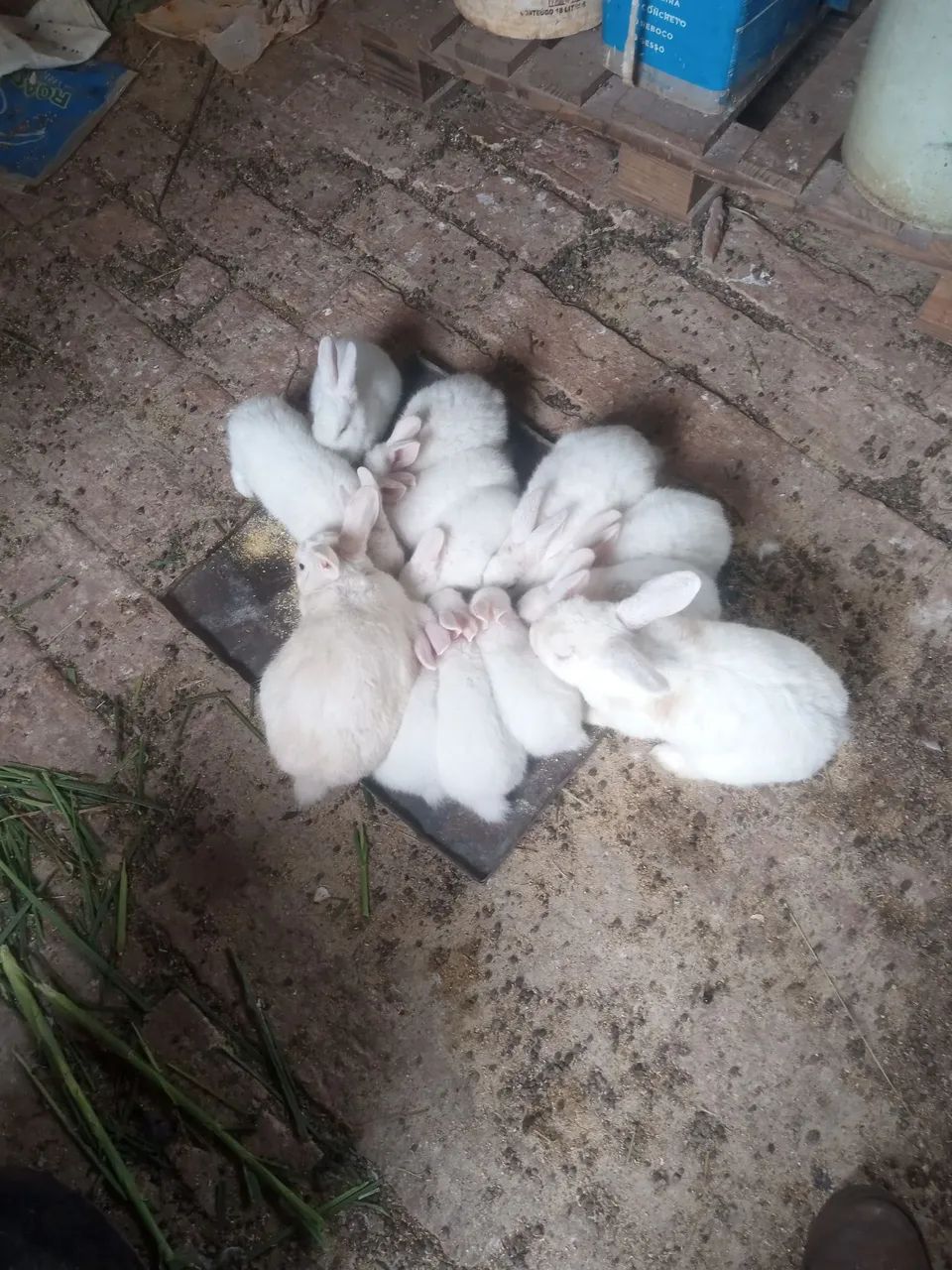 Vendo coelhos 