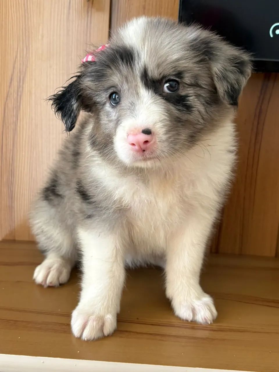 FILHOTE DE BORDER COLLIE  - Foto 3
