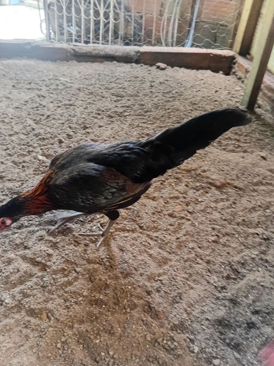 Galo fenix com indio  - Foto 4