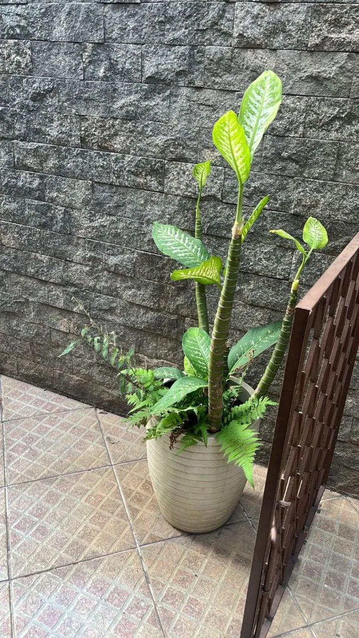 Vasos de planta 