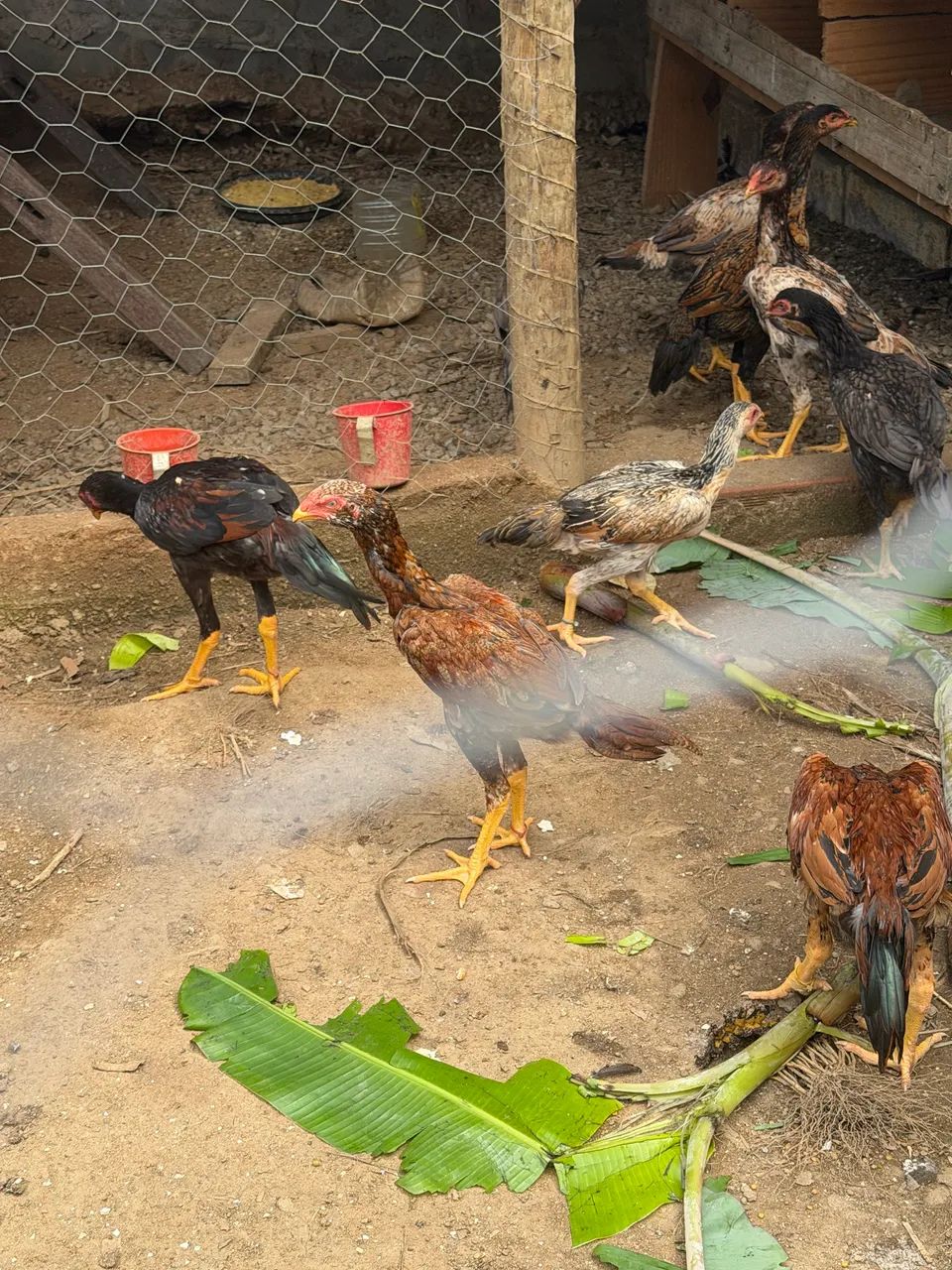 Frangos índios 