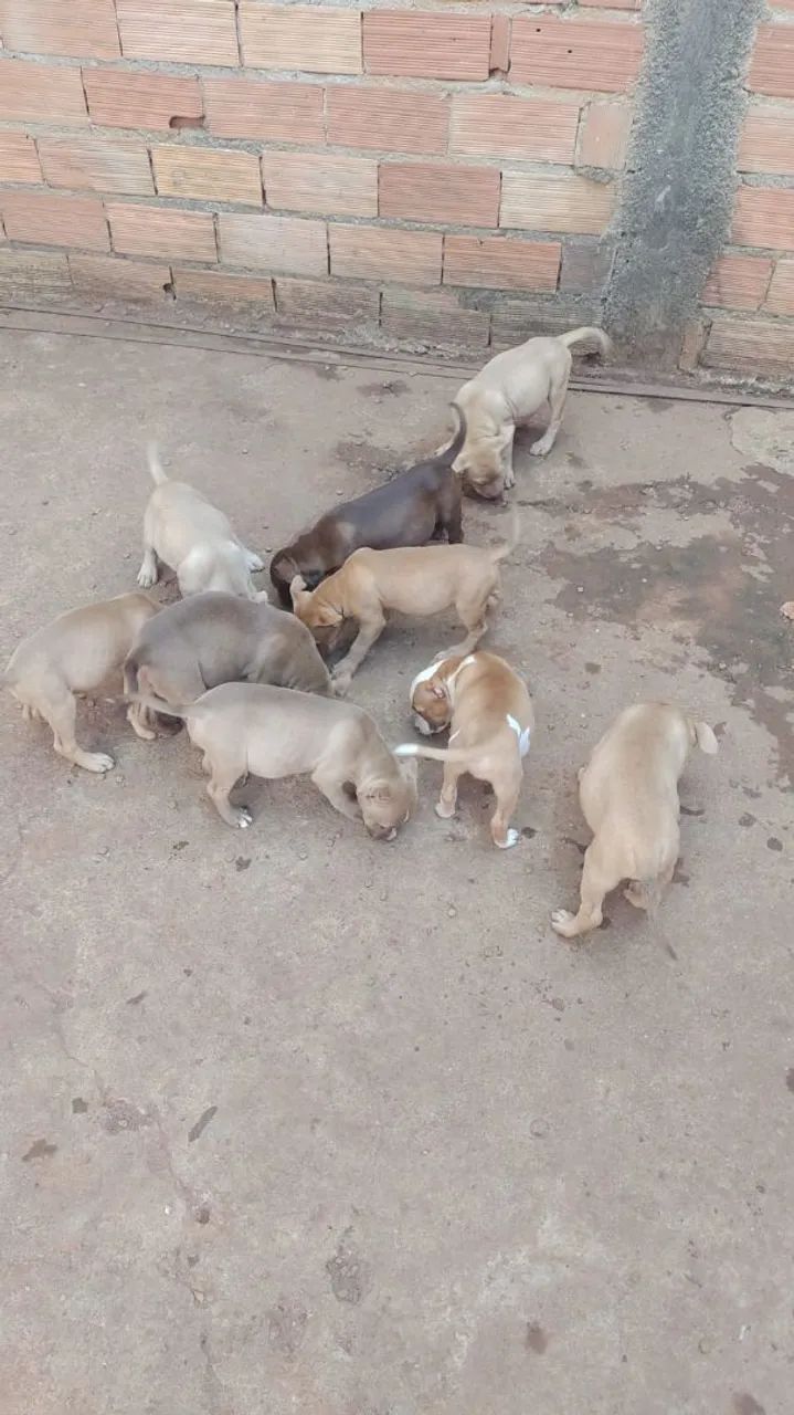 Filhotes de Pitbull - Foto 2