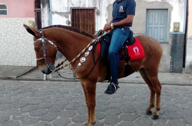 Burro bom e Manso