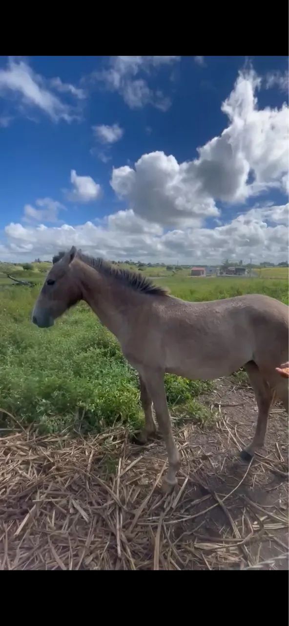 Cavalos