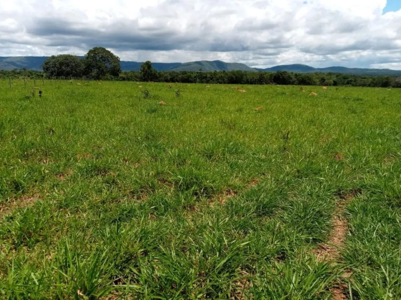 Fazenda Extra 151 Alqueires - Dupla Aptidão! - Foto 5