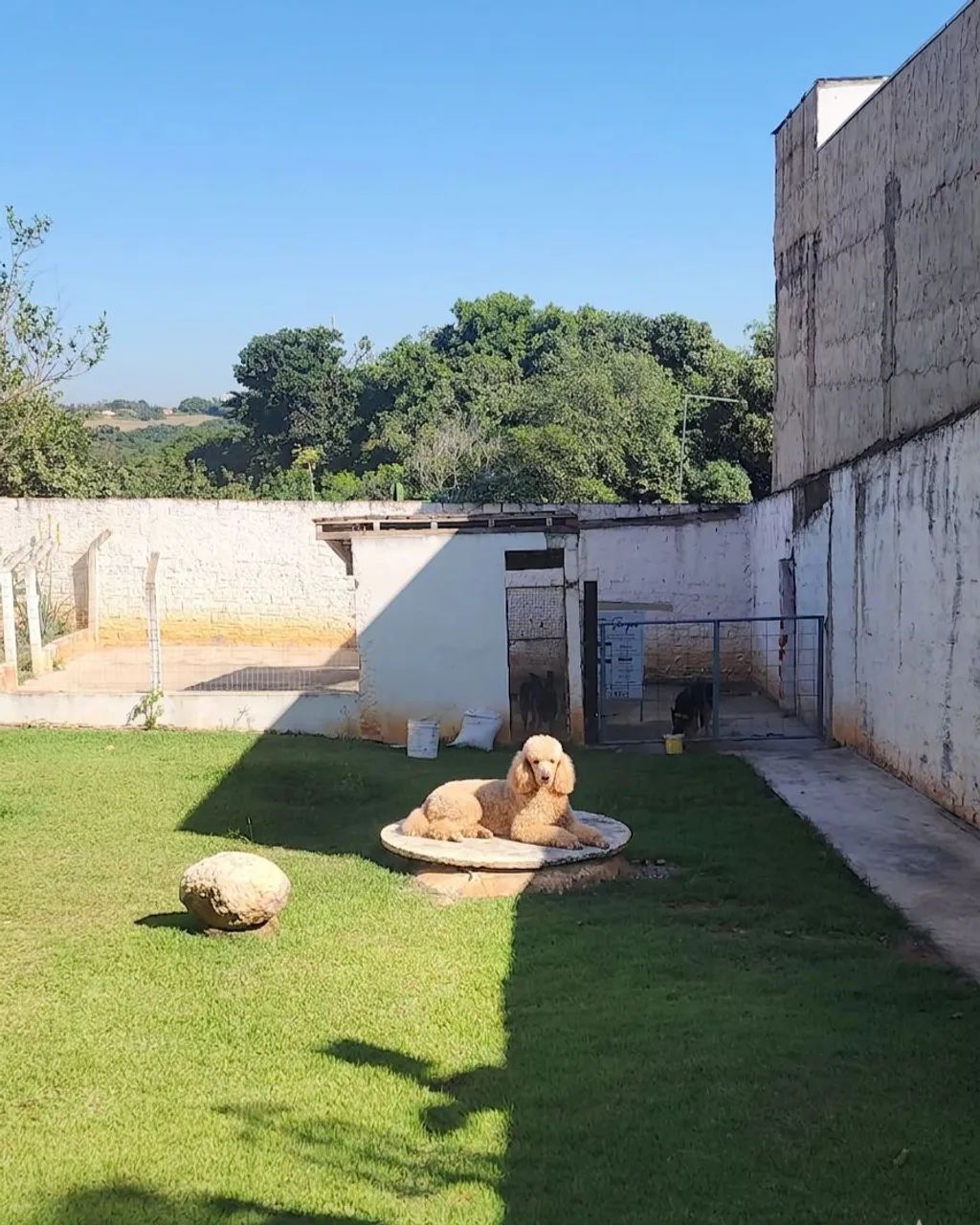 Adestramento de cães  - Foto 5