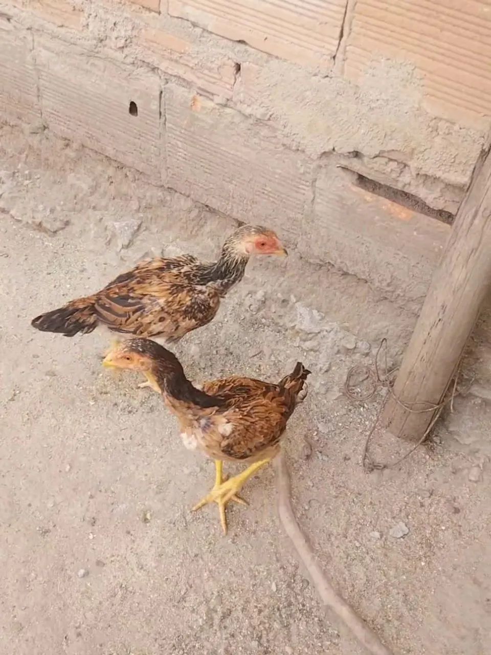 Frangos e frangas costeiros